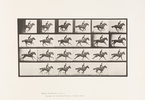 Gallop; Thoroughbred Bay Horse Bouquet (Plate 625) by Eadweard Muybridge