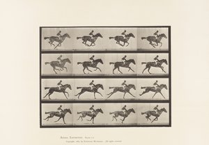 Gallop; Thoroughbred Bay Mare Annie G. (Plate 626) by Eadweard Muybridge