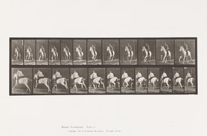 Gallop; Saddle; Gray Mare Pandora (Plate 630) by Eadweard Muybridge