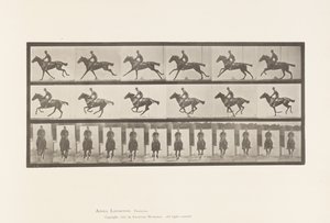 Gallop; Saddle; Thoroughbred Bay Horse Bouquet (Plate 631) by Eadweard Muybridge