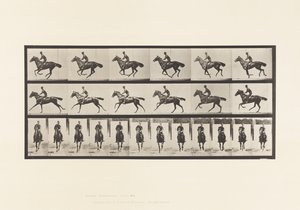 Gallop; Saddle; Thoroughbred Bay Horse Bouquet (Plate 632) by Eadweard Muybridge