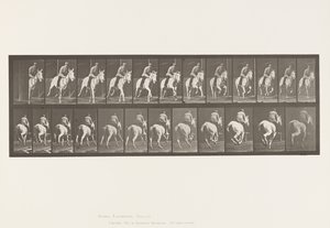 Gallop; Saddle; Gray Mare, Pandora (Plate 635)