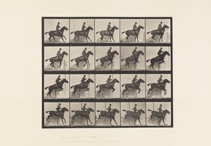 Jumping a Hurdle; Saddle; Bay Horse Daisy (Plate 638) by Eadweard Muybridge