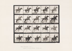 Plate 640. Jumping a Hurdle; Saddle; Bay Horse Daisy