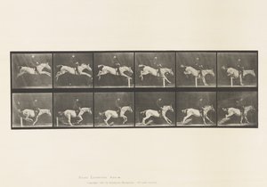 Plate 641. Jumping a Hurdle; Saddle; Knocking Over Hurdle