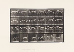 Plate 648. Jumping Over Three Horses; A,B; Chestnut Horse Hornet by Eadweard Muybridge