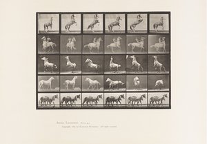 Horses Rearing by Eadweard Muybridge