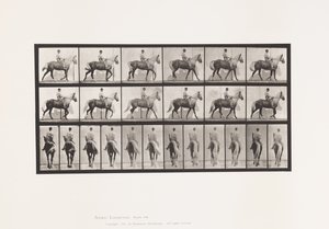Plate 653. Walking; Saddle; Lame, Right Front Foot; Horse-Buckskin by Eadweard Muybridge