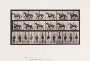 Plate 654. Walking; Saddle; Lame, Right Front Foot; Horse-Buckskin by Eadweard Muybridge