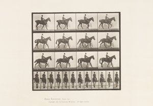 Walking; Saddle; Spavin, Right Hind Leg; Horse