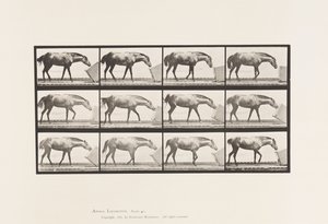 Rolling a Box; Pony, Lotta by Eadweard Muybridge