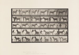 Mule; Various Performances; at a Table, etc. (Plate 664) by Eadweard Muybridge