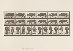 Plate 670. Ox; Walking by Eadweard Muybridge