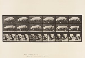 Plate 673. Sow; Walking