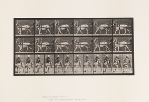 Goat; Walking in Sulky (Plate 677) by Eadweard Muybridge