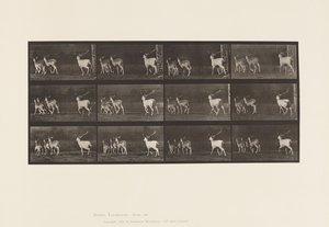 Fallow Deer; Buck and Group of Does; Galloping (Plate 687)