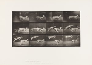 Plate 691. Fallow Deer; Doe; Galloping; Kid; Jumping by Eadweard Muybridge