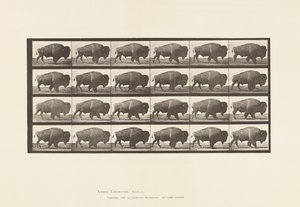 Plate 699. Buffalo; Walking