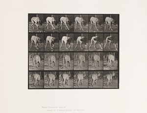 Plate 703. Dog; Walking; Interrupted Mastiff-Dread by Eadweard Muybridge