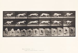 Plate 709. Dog; Galloping; White Racing Hound Maggie