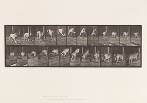 Plate 712. Dog; Jumping Hurdle; Mastiff, Dread by Eadweard Muybridge