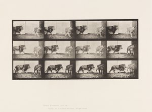 Plate 726. Lion and Lioness; Walking by Eadweard Muybridge