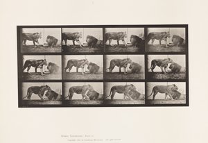 Plate 727. Lioness; Walking; Lion; Lying Down