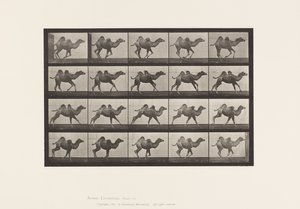 Plate 740. Bactrian Camel; Young, Galloping by Eadweard Muybridge