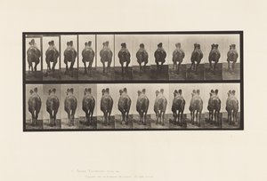 Plate 741. Bactrian Camel; Walking; Racking by Eadweard Muybridge