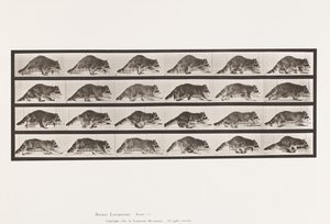 Plate 744. Raccoon; Walking; Change to Galloping by Eadweard Muybridge