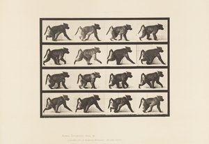 Plate 747. Baboon; Walking on All-Fours by Eadweard Muybridge