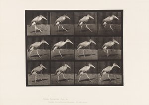 Plate 774. Adjutant; Walking by Eadweard Muybridge