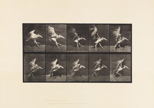Adjutant; Flying Run by Eadweard Muybridge