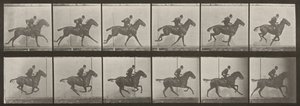 Plate Number 624. "Daisy" Galloping, Saddled by Eadweard Muybridge