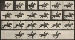 Plate Number 625. "Bouquet" Galloping by Eadweard Muybridge