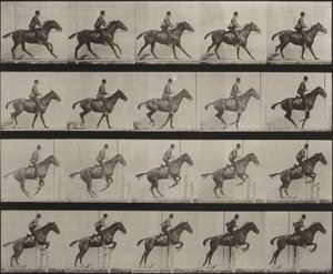 Plate Number 636. "Daisy" Jumping a Hurdle, Saddled, Preparing for the Leap by Eadweard Muybridge