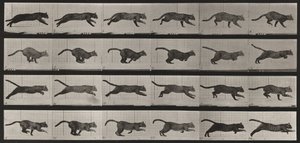 Plate Number 720. Cat; Galloping by Eadweard Muybridge