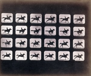 Running (Galloping) by Eadweard J. Muybridge by Eadweard Muybridge