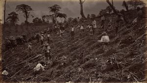 Setting Out a Coffee Plantation at Antigua de Guatemala, 1875, published 1877