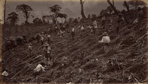 Setting out a Coffee Plantation at Antigua de Guatemala by Eadweard Muybridge