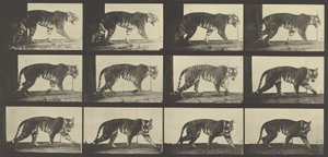 Tiger Walking, Plate 729 from Animal Locomotion by Eadweard Muybridge