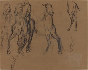 Study of Horses