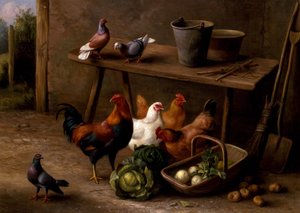 Chickens, Pigeons and Doves