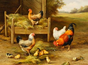 Chickens and Chicks Feeding