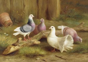 Doves