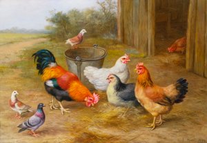 Pigeons and Chickens