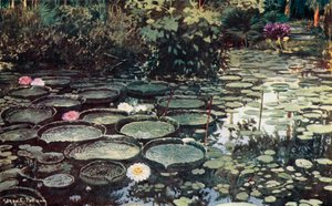 Victoria Regia