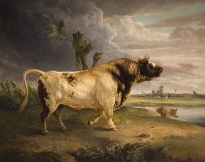A Prize Bull