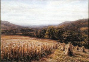 Harvest Time near Ashburton