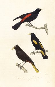 Cacique species and crested oropendola by Edouard (after) Travies